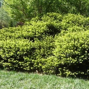 Cephalotaxus harringtonia Prostrata