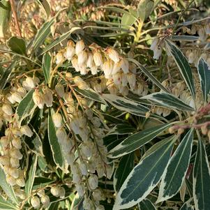 Pieris japonica Flaming Silver