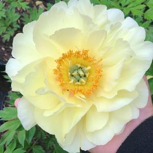 Paeonia Bartzella