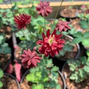 Aquilegia vulgaris Ruby Port