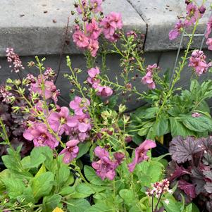 Verbascum Plum Smokey