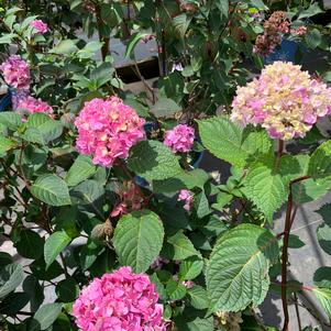 Hydrangea macrophylla Endless Summer® Bloomstruck® (PP25566) 