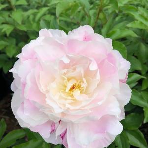 Paeonia lactiflora Shirley Temple