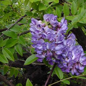 Wisteria frutescens Amethyst Falls