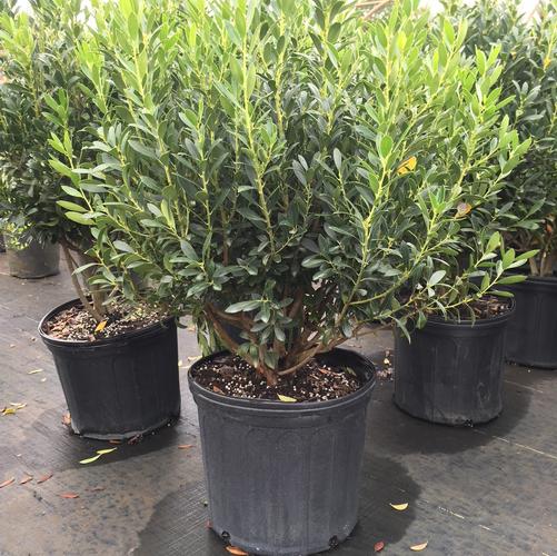 Ilex glabra Shamrock