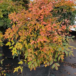 Nandina domestica Gulf Stream