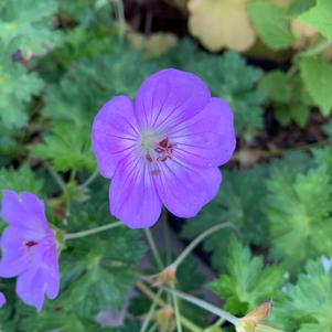 Geranium wallichianum x himalyense Azure Rush