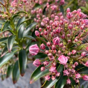 Kalmia latifolia Starburst