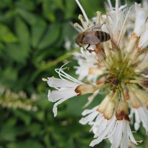 Aesculus parviflora 