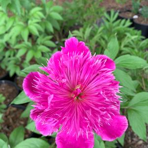 PAEONIA PURPLE SPIDER