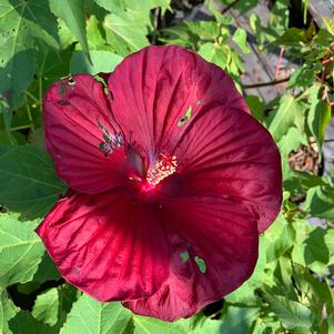 Hibiscus Vintage Wine PP27839 