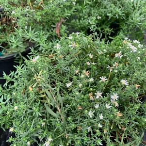 Aster ericoides Snow Flurry