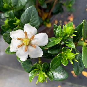 Gardenia jasminoides Scentamazing™ (pp27601) 