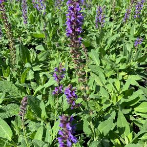 Salvia nemorosa May Night