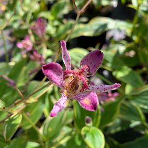 Tricyrtis formosana Gilt Edge