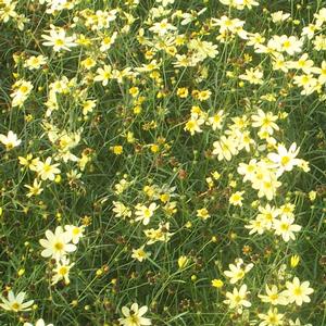 Coreopsis verticillata Moonbeam