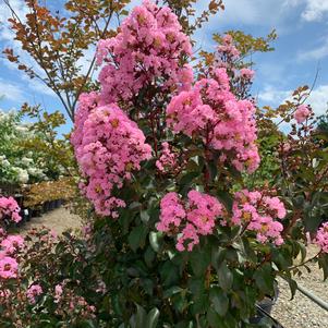 Lagerstroemia indica Rhapsody in Pink