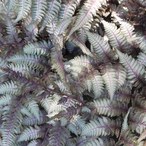 Fern-Athyrium niponicum Pictum