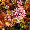 Abelia grandiflora Canyon Creek