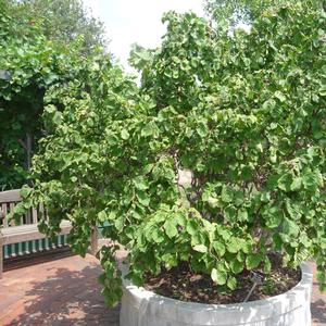 Corylus avellana Contorta