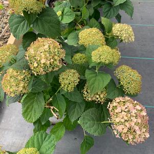 Hydrangea arborescens Invincible Wee White® (PP30296) 