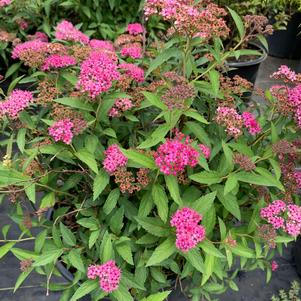 Spiraea japonica Neon Flash