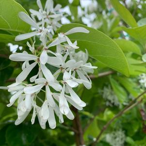 Chionanthus retusus China Snow