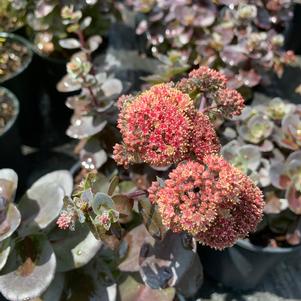 Sedum Night Embers