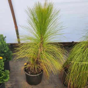 Pinus palustris 