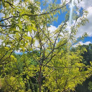 Gleditsia triacanthos var. inermis Sunburst® ('Suncole')