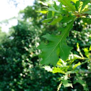 Quercus lyrata 