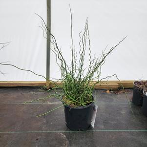 Juncus effusus Big Twister