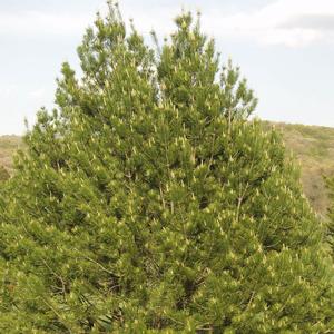 Pinus bungeana 