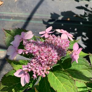 HYDRANGEA SERRATA TINY TUFF STUFF™ (PP24842) 