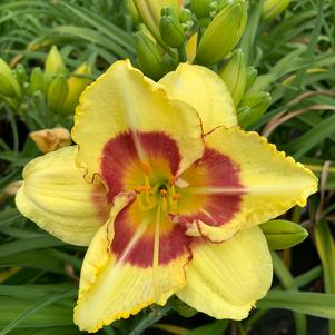 Hemerocallis Monterey Jack