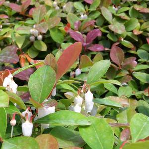 Gaultheria procumbens 