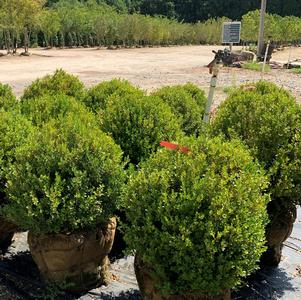 Buxus microphylla Winter Gem