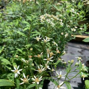 Aster umbellatus 