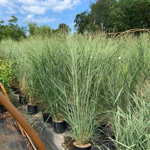 Panicum virgatum Cloud Nine