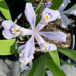 Iris cristata Powder Blue Giant