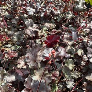 Heuchera Black Pearl