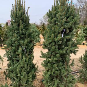 Picea abies Cupressina