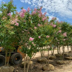 Lagerstroemia indica Muskogee