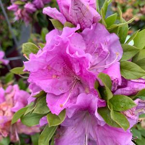 Azalea-Rhododendron Encore®Autumn Lilac®PP22762 