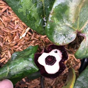 Asarum maximim Ling Ling