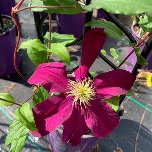 Clematis Niobe