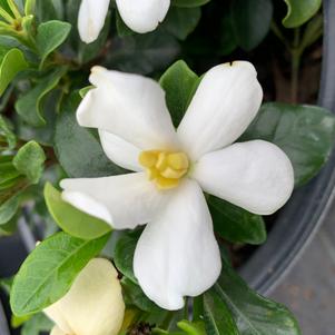 Gardenia jasminoides Kleim's Hardy