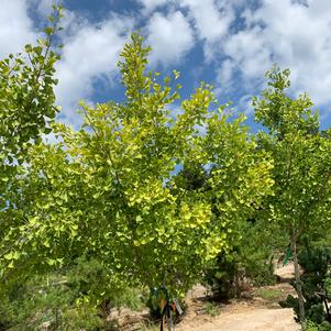 Ginkgo biloba Princeton Sentry