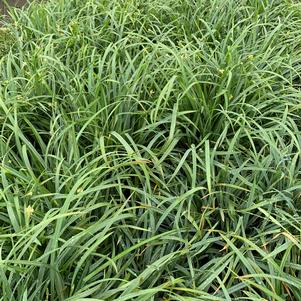 Carex laxiculmis Hobbs Bunny Blue