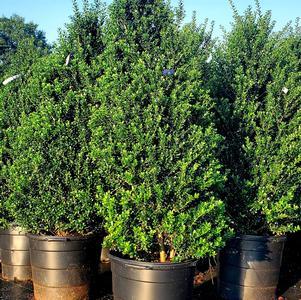 Ilex crenata Steeds